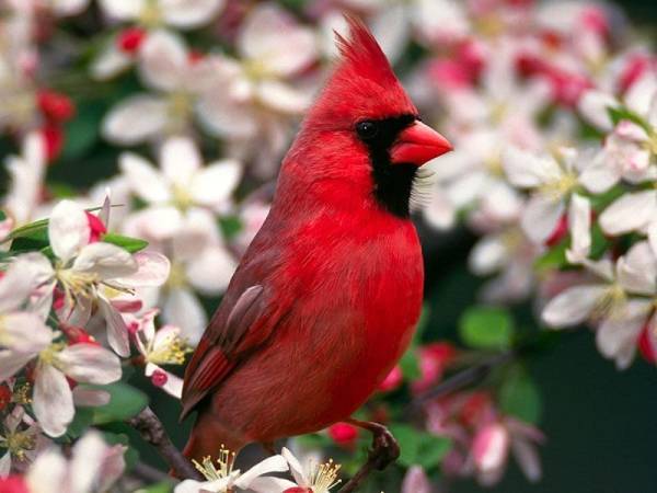cardinal red